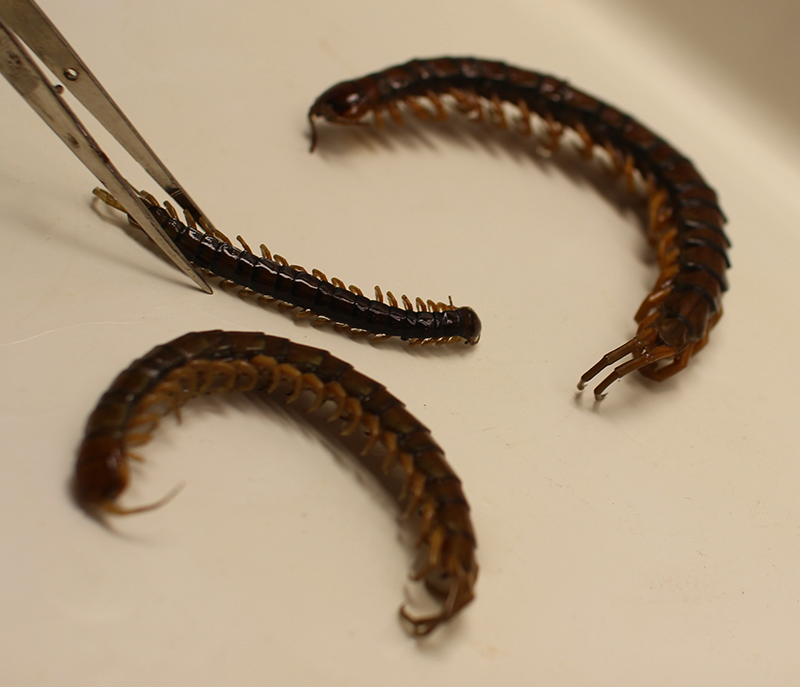 atlantic centipede