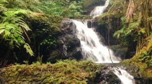 Check out this rad garden!