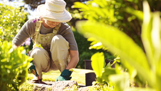 an elderly woman kneels down to dig in the dirt to show working in a tropical garden on a sunny day